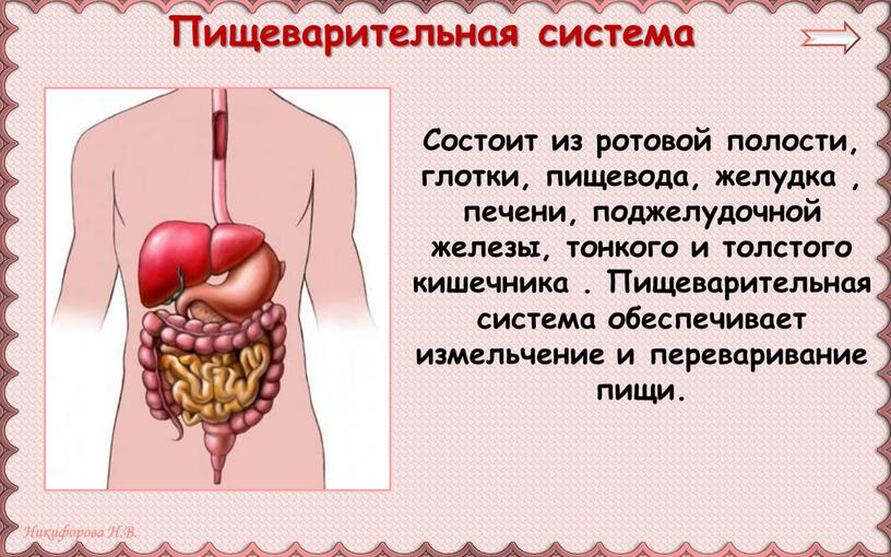 Состоит из ротовой полости, глотки, пищевода, желудка , печени, поджелудочной железы, тонкого и толстого кишечника