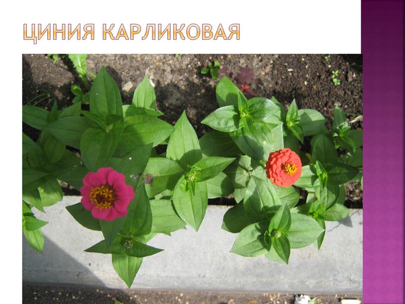 Циния карликовая