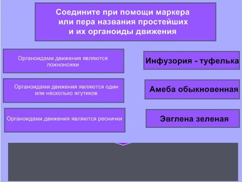 Презентация по биологии 7 класс "Общая характеристика простейших"