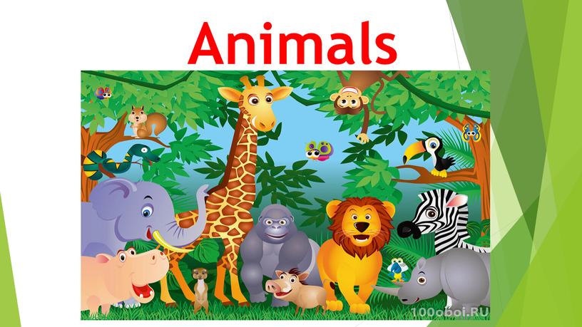 Animals