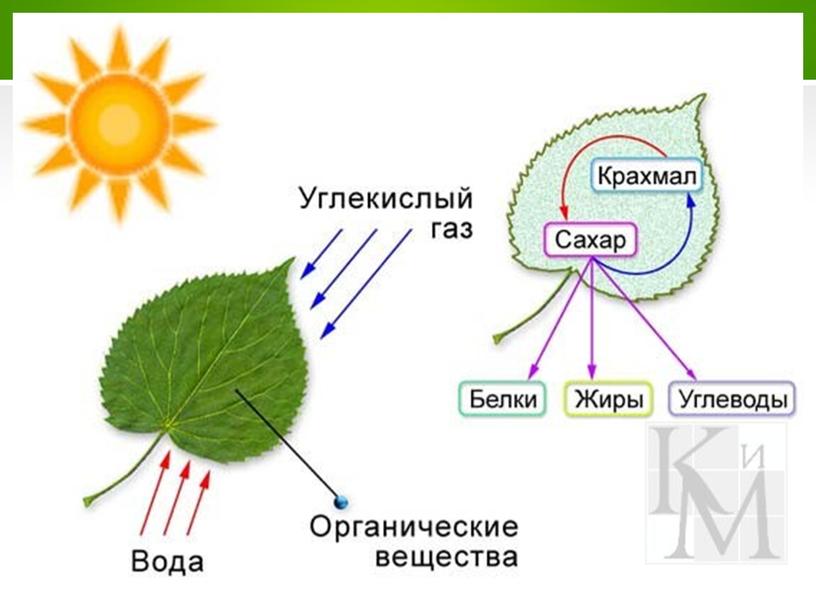 Презентация по окружающему миру