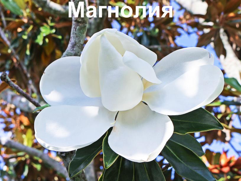 Магнолия