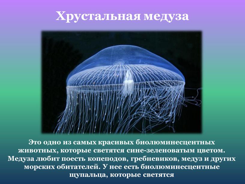 Хрустальная медуза Это одно из самых красивых биолюминесцентных животных, которые светятся сине-зеленоватым цветом
