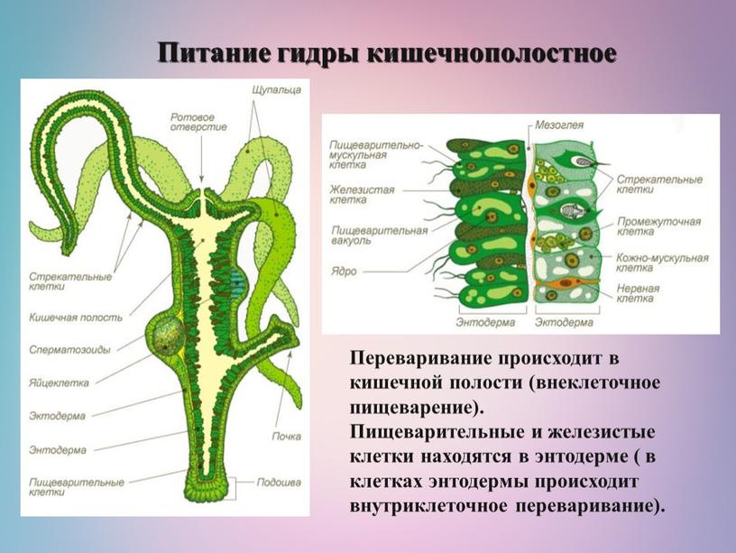 Питание гидры кишечнополостное