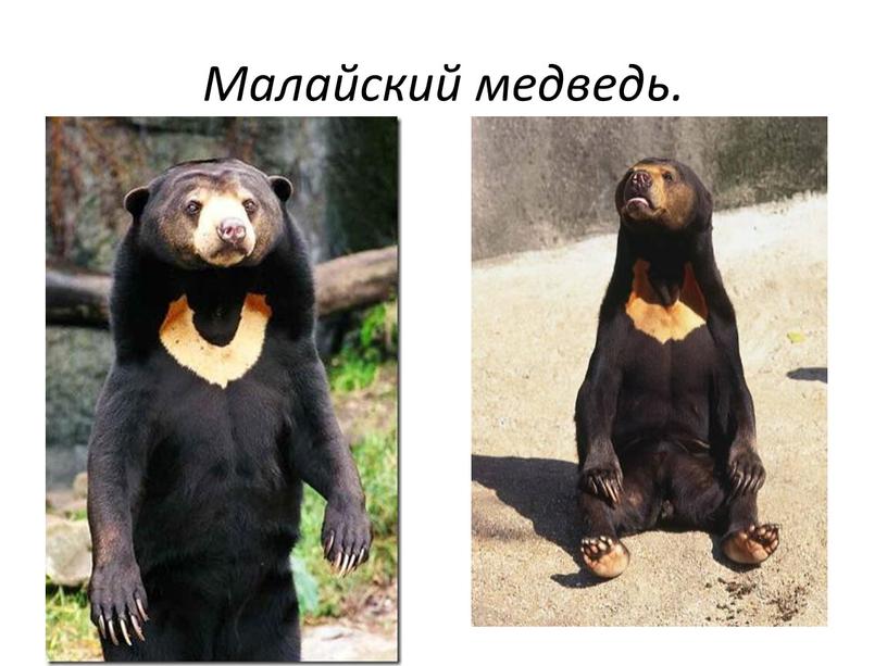 Малайский медведь.