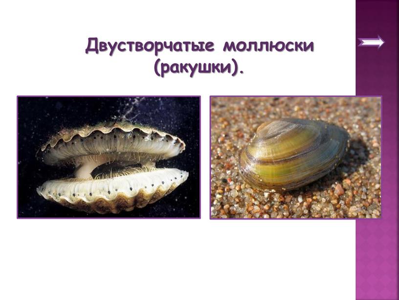 Двустворчатые моллюски (ракушки)