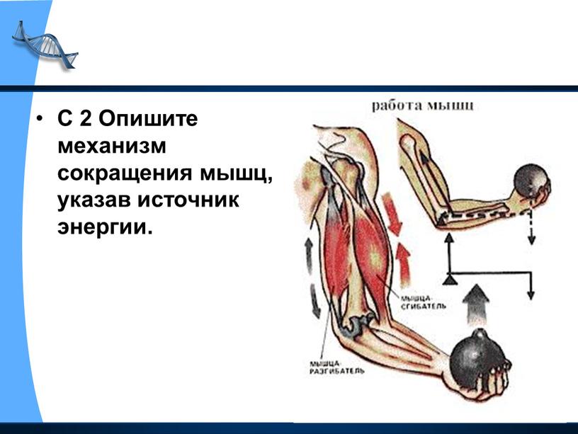 С 2 Опишите механизм сокращения мышц, указав источник энергии