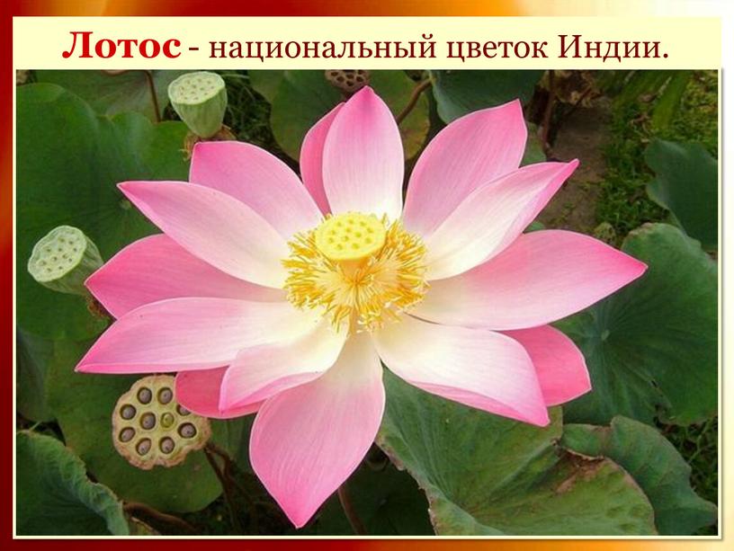Лотос - национальный цветок Индии