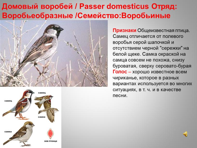 Домовый воробей / Passer domesticus