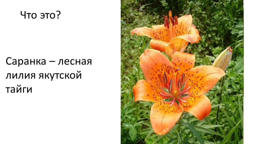 Что это? Саранка – лесная лилия якутской тайги