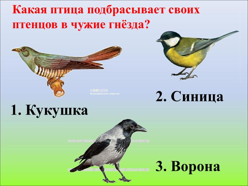 Какая птица подбрасывает своих птенцов в чужие гнёзда? 1