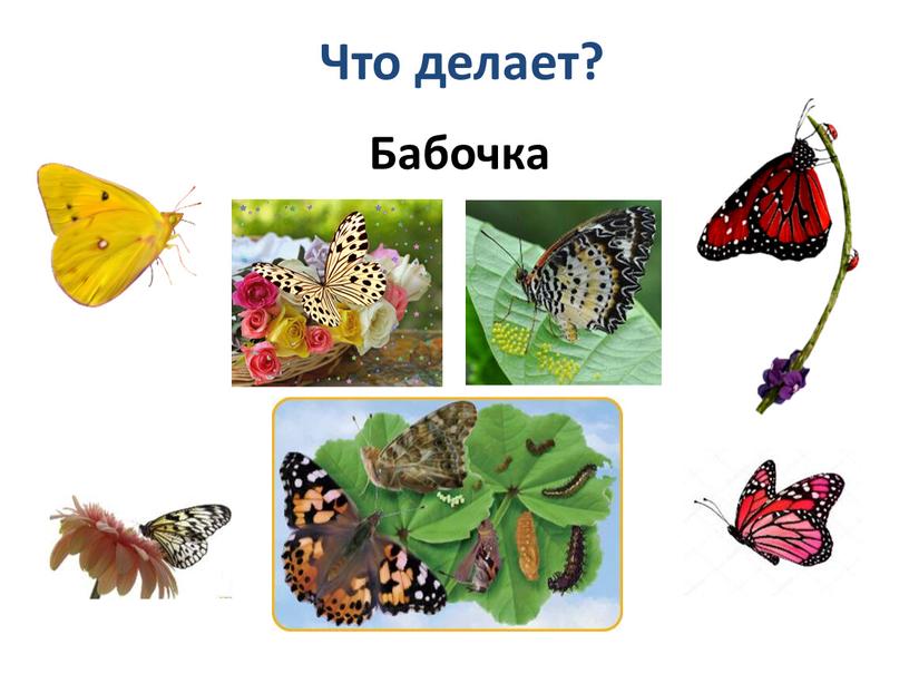 Что делает? Бабочка