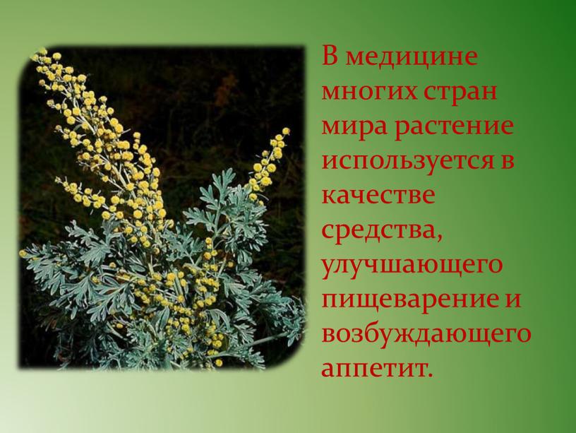 В медицине многих стран мира растение используется в качестве средства, улучшающего пищеварение и возбуждающего аппетит