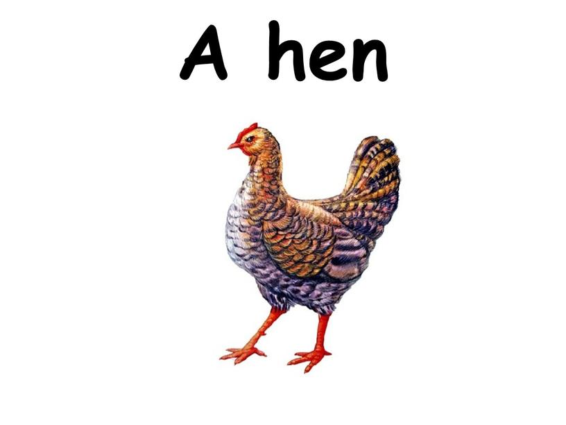 A hen