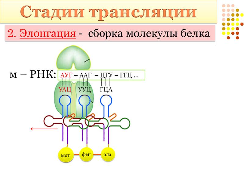 Схема трансляции биохимия