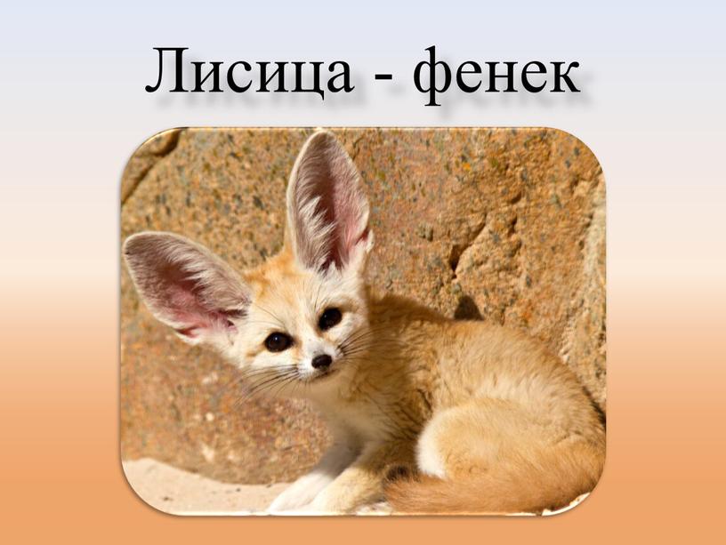 Лисица - фенек