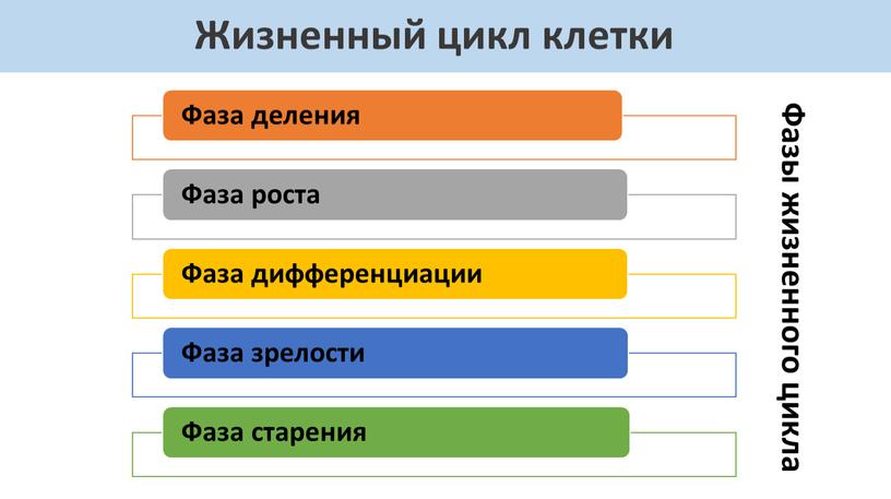 Жизненный цикл клетки Фазы жизненного цикла