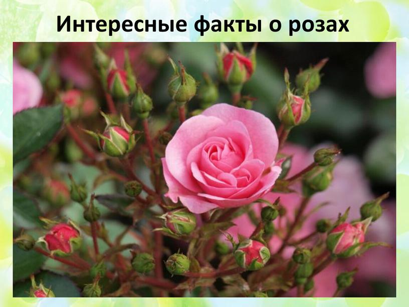 Интересные факты о розах