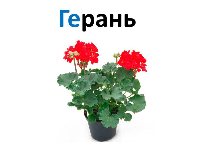 Герань