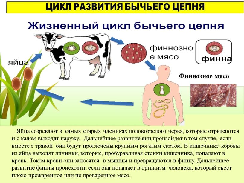 Яйца созревают в самых старых члениках половозрелого червя, которые отрываются и с калом выходят наружу