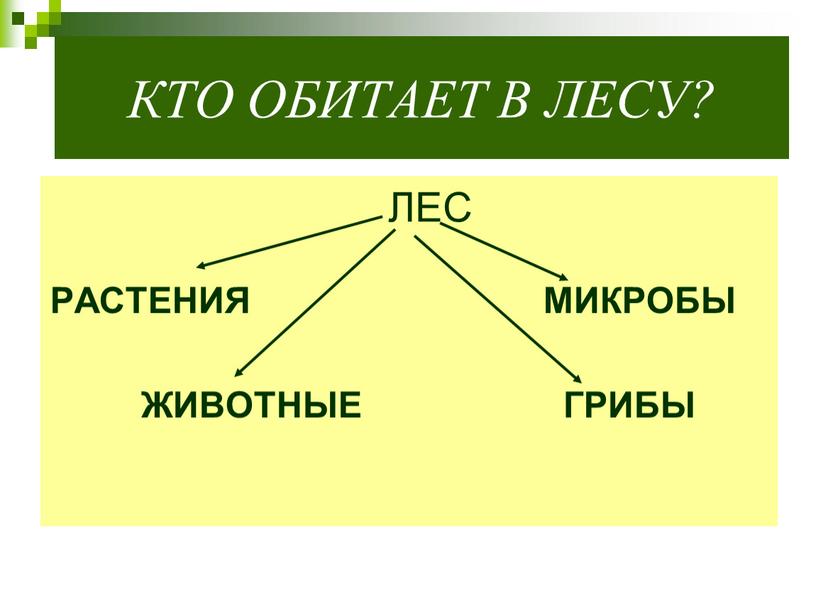 КТО ОБИТАЕТ В ЛЕСУ? РАСТЕНИЯ