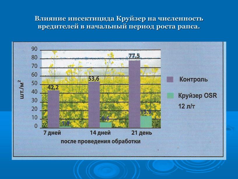 Влияние инсектицида Круйзер на численность вредителей в начальный период роста рапса