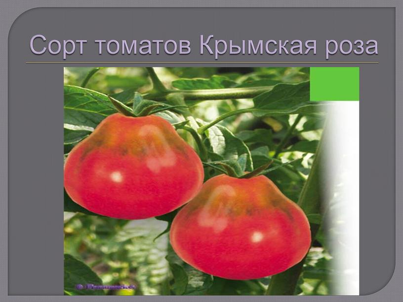 Сорт томатов Крымская роза