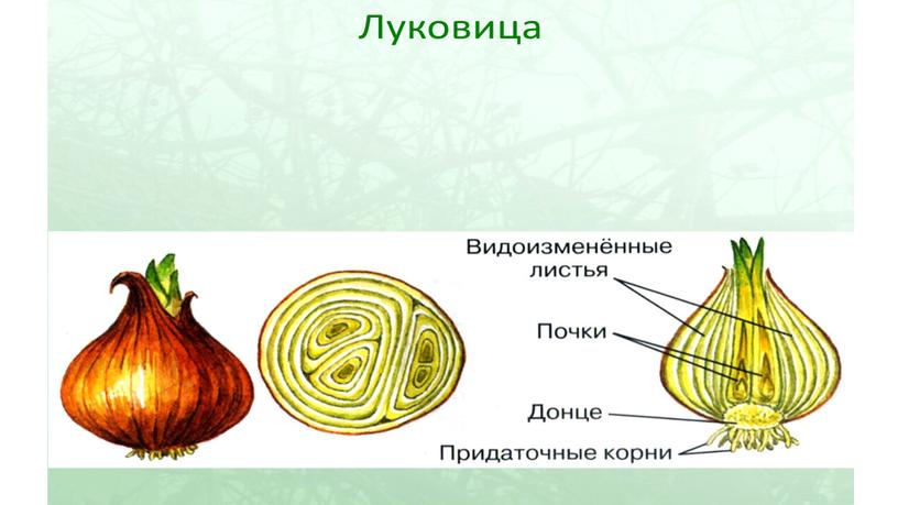 Размножение и оплодотворение растений. Вегетативное размножение