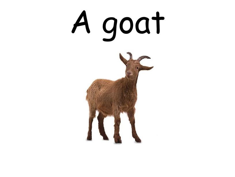 A goat