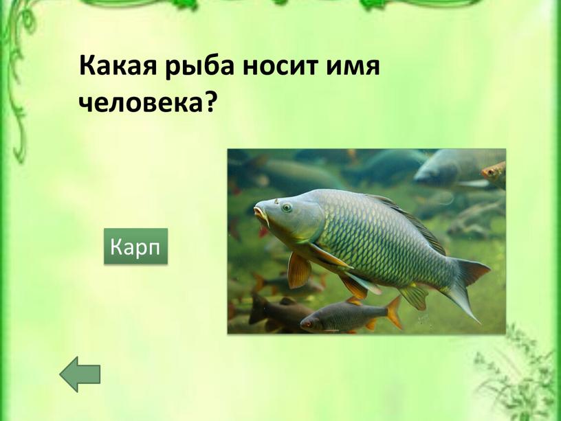 Какая рыба носит имя человека?