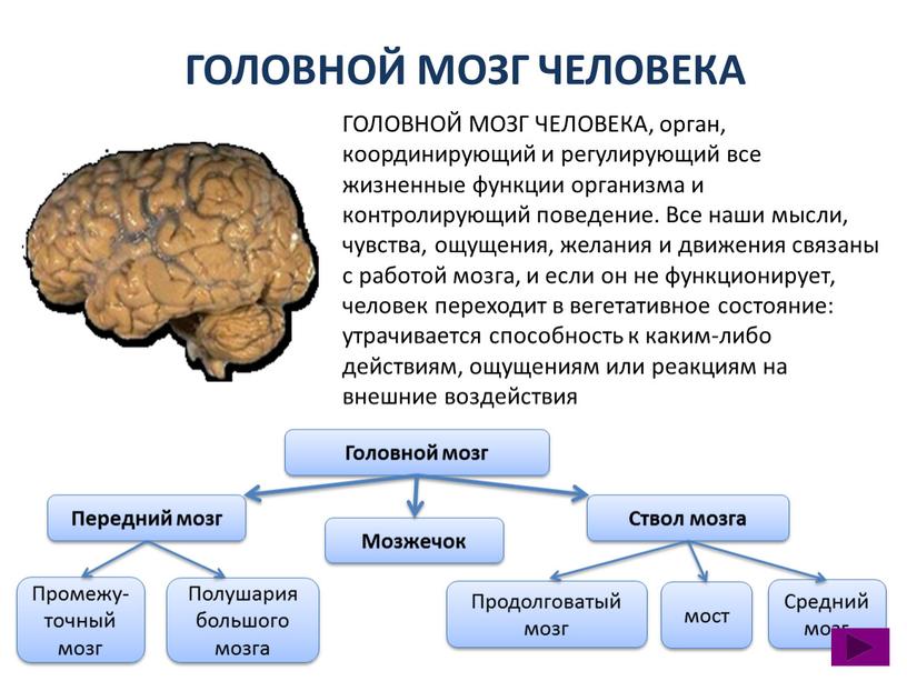 ГОЛОВНОЙ МОЗГ ЧЕЛОВЕКА ГОЛОВНОЙ