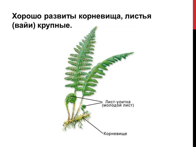 Хорошо развиты корневища, листья (вайи) крупные