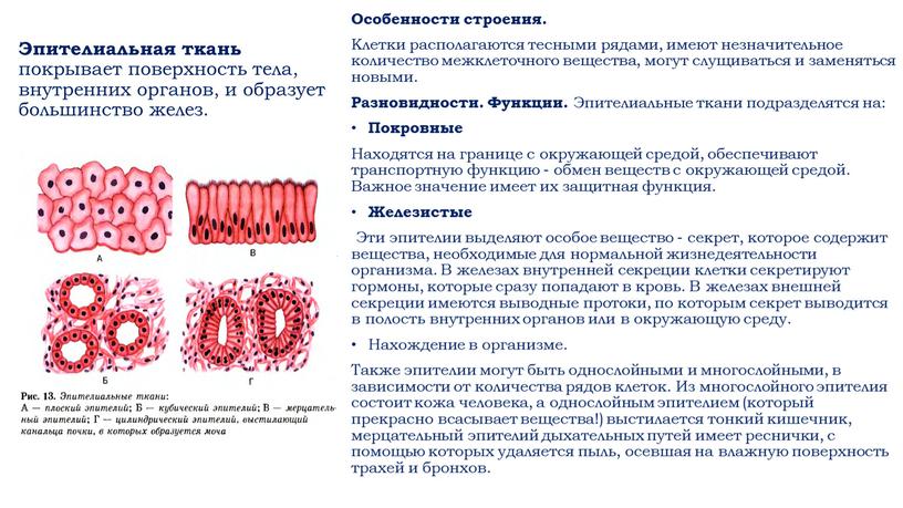 Эпителиальная ткань покрывает поверхность тела, внутренних органов, и образует большинство желез