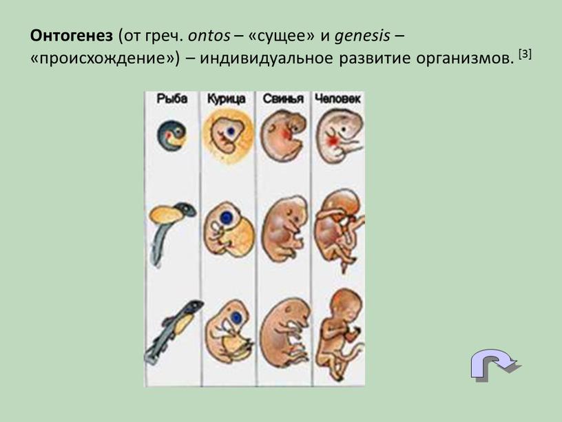 Онтогенез (от греч. ontos – «сущее» и genesis – «происхождение») – индивидуальное развитие организмов