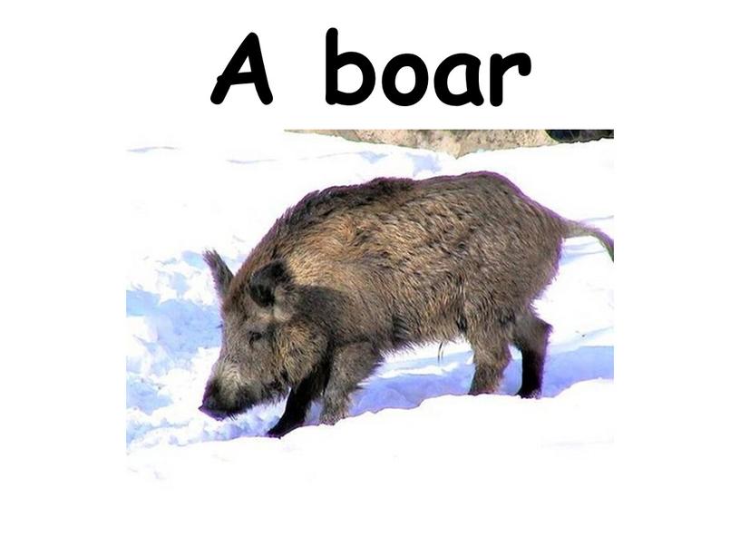 A boar