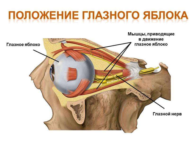 Глазное яблоко Положение глазного яблока