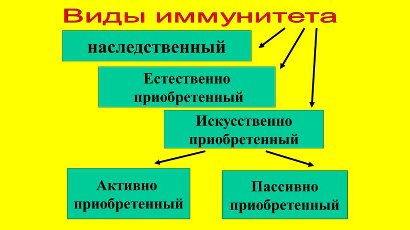 Виды иммунитета наследственный