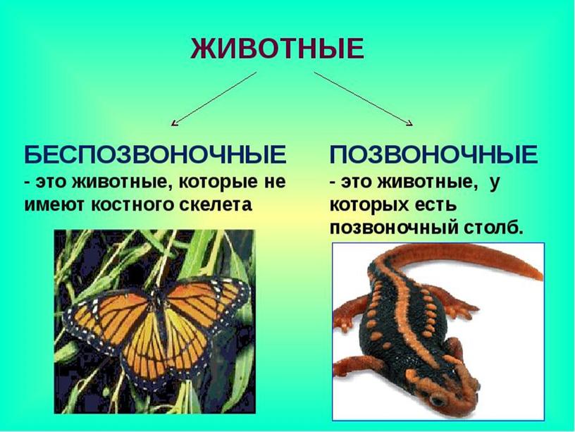 Презентация по окружающему миру по теме "Разнообразие животных".