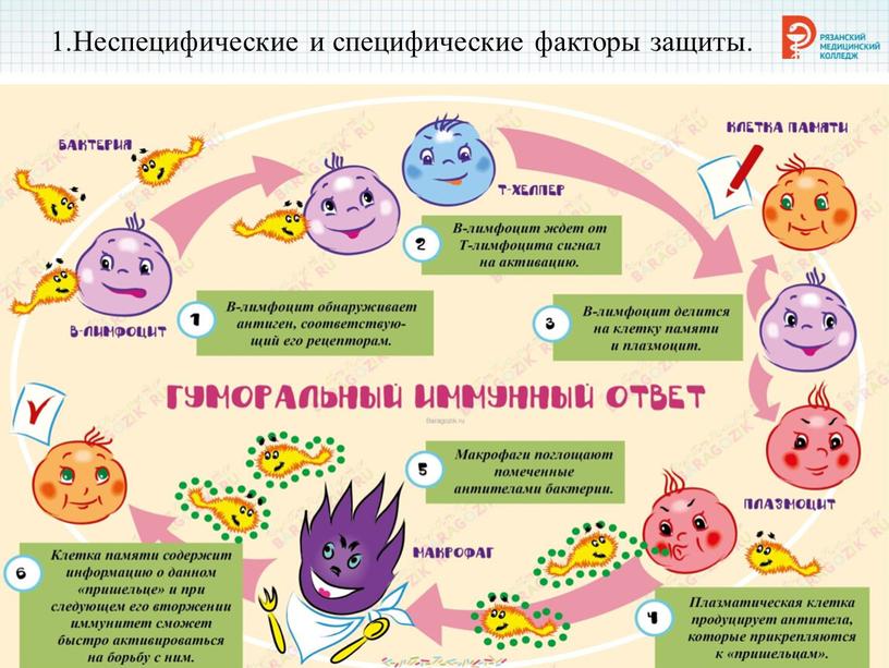 Неспецифические и специфические факторы защиты