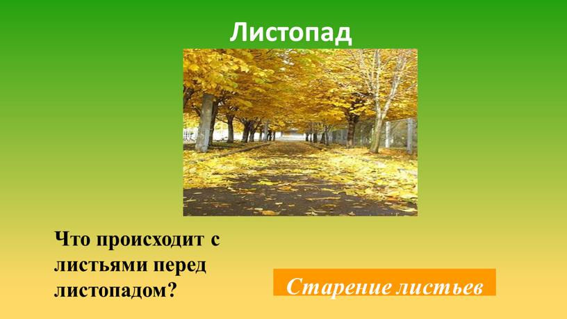 Листопад Что происходит с листьями перед листопадом?