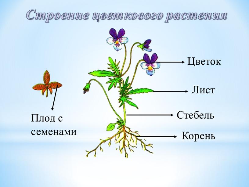 Для растения изображенного на рисунке характерно одна семядоля в семени мочковатая корневая система