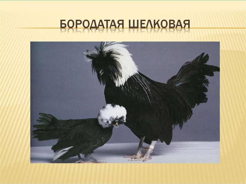 Презентация к уроку окружающего мира "Домашние животные" ФГОС 2 класс