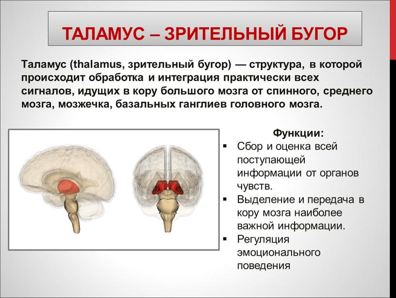 Таламус – зрительный бугор Таламус (thalamus, зрительный бугор) — структура, в которой происходит обработка и интеграция практически всех сигналов, идущих в кору большого мозга от…