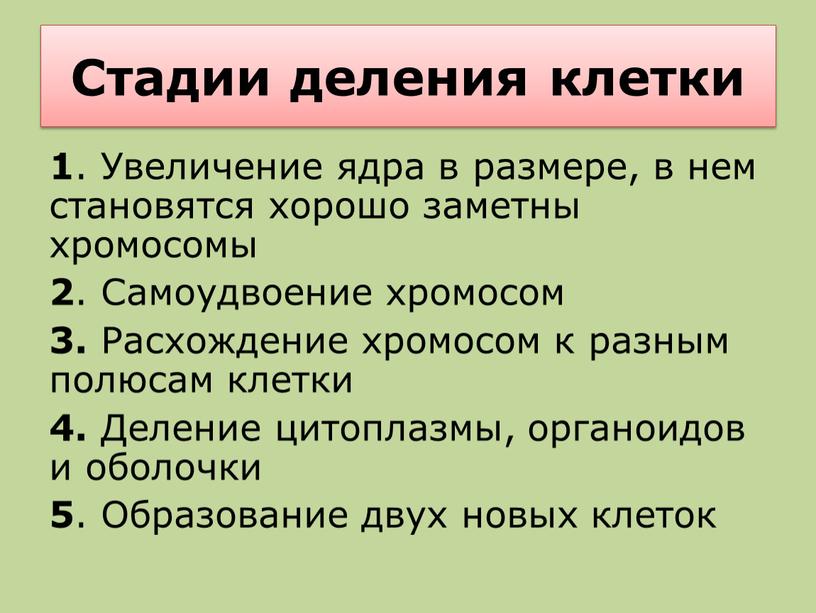 Стадии деления клетки 1 . Увеличение ядра в размере, в нем становятся хорошо заметны хромосомы 2