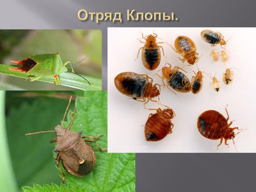 Отряд Клопы.