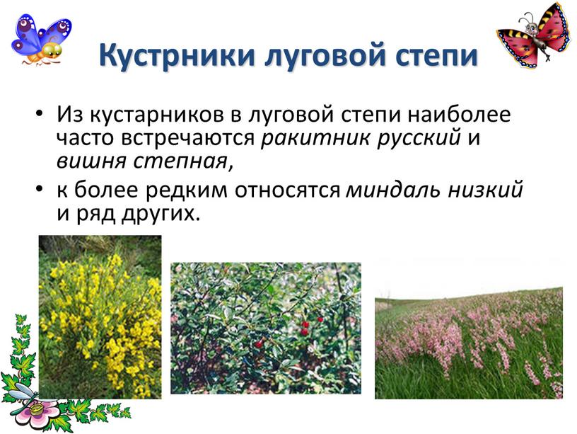 Кустрники луговой степи Из кустарников в луговой степи наиболее часто встречаются ракитник русский и вишня степная , к более редким относятся миндаль низкий и ряд…