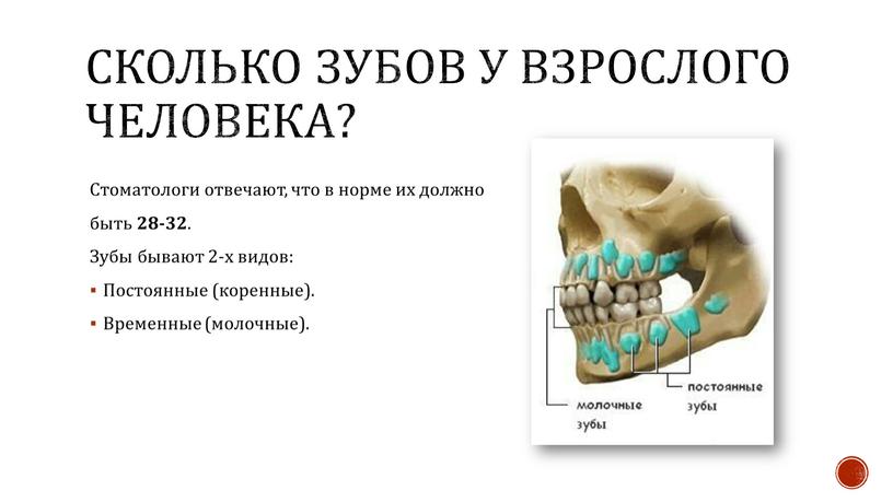 Сколько зубов у взрослого человека?