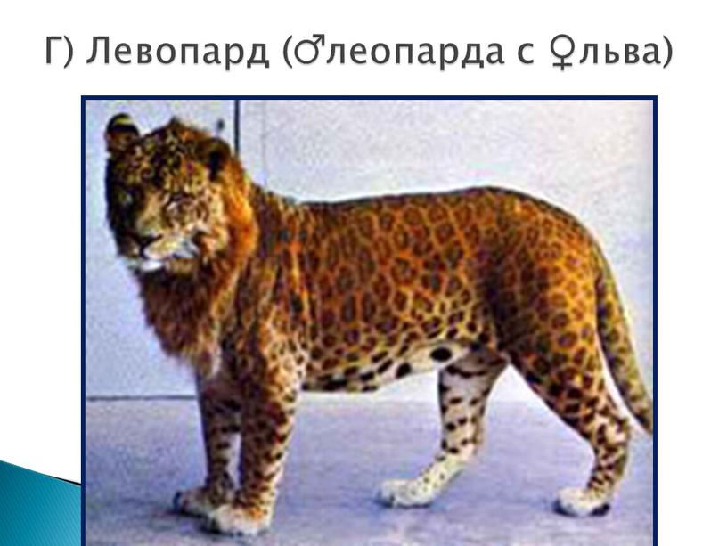 Г) Левопард (♂леопарда с ♀льва)