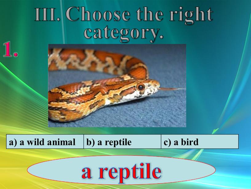 a) a wild animal b) a reptile c) a bird