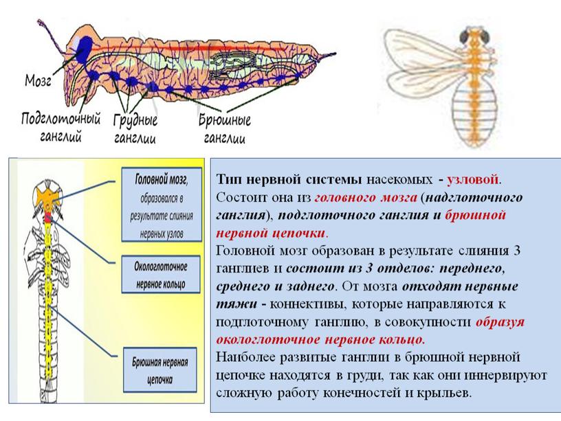 Тип нервной системы насекомых - узловой